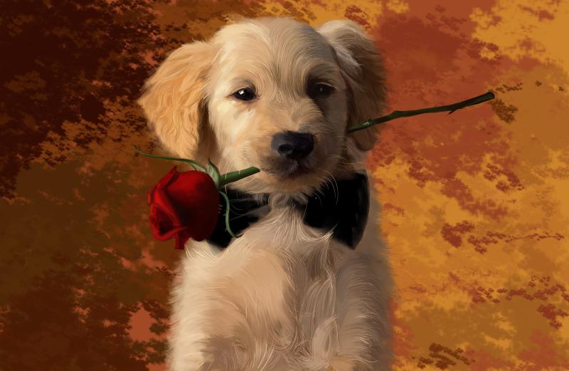 狗狗托运需要什么手续?常识问题要先了解清楚