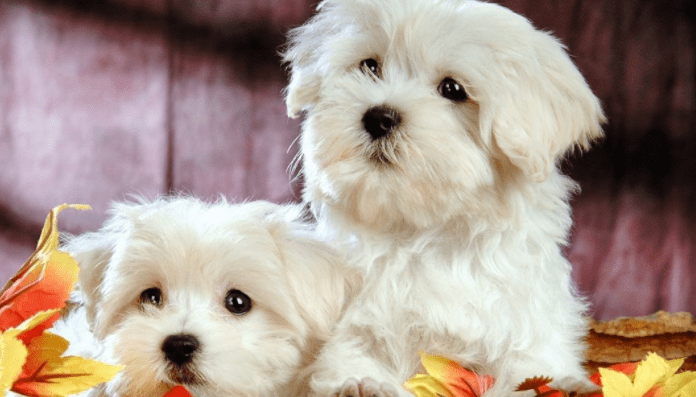 宠物狗的训练，家长们请注意越早越好