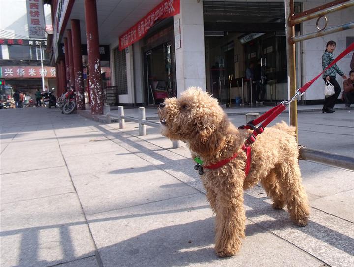 贵宾犬泪腺管堵塞怎么办？一般可以这样来应对