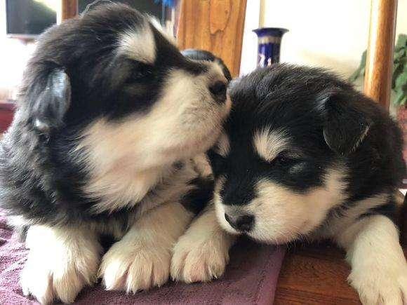 阿拉斯加幼犬怎么训练,你应该要这样来