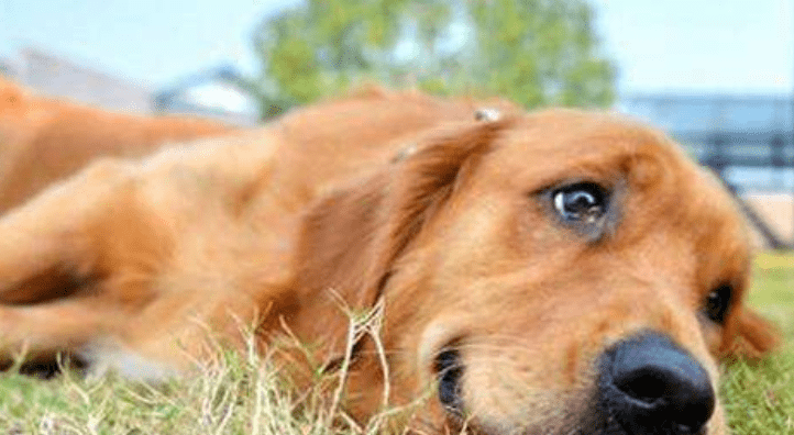 狗狗狂犬病的早期症状