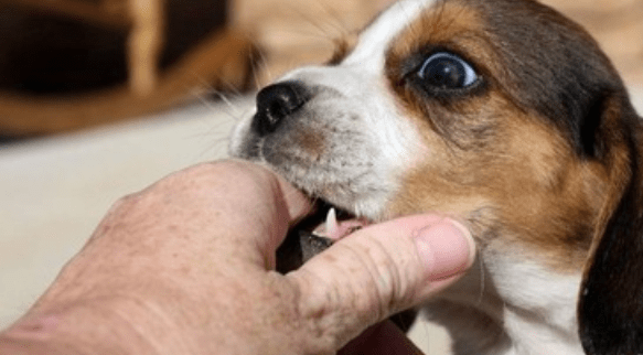 狂犬疫苗什么时候打,最佳预防时间不能误