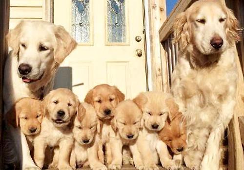 金毛犬一般吃什么，金毛营养饮食大全