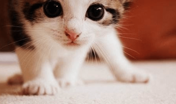 猫脱毛严重怎么办