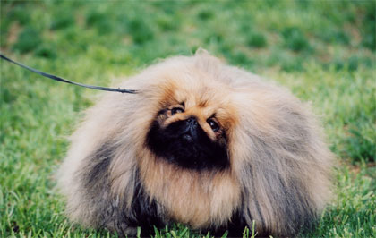 北京犬多少钱一只,价格大全在这儿