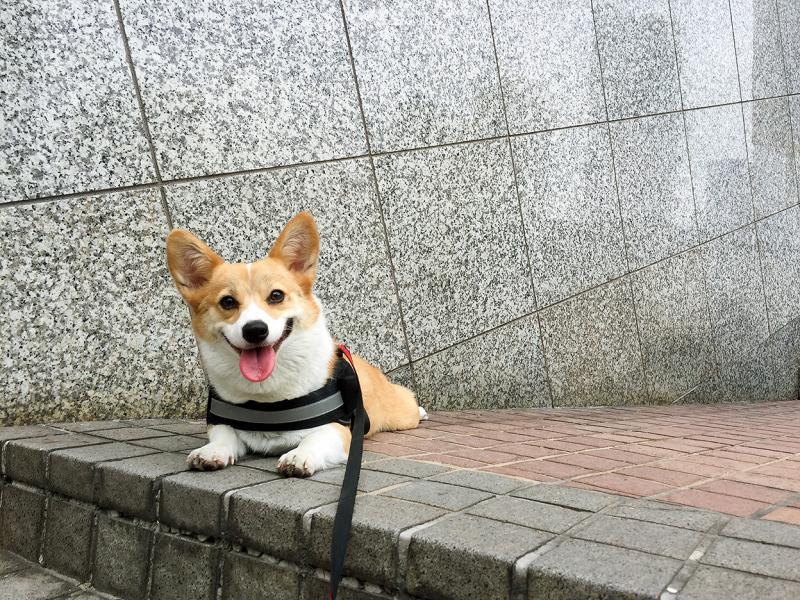 狗不能吃的东西，以下这些碰都别碰