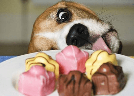 比格犬好训练吗,前提是要这样训练