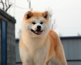 秋田犬护主吗?试试你就知道它有多厉害
