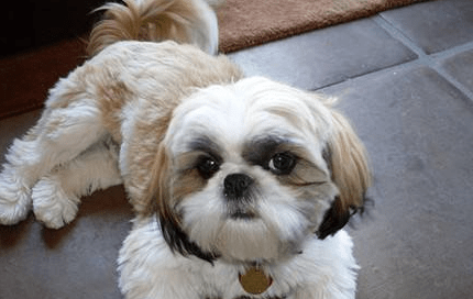 西施犬掉毛吗，小编告诉你为什么会掉毛