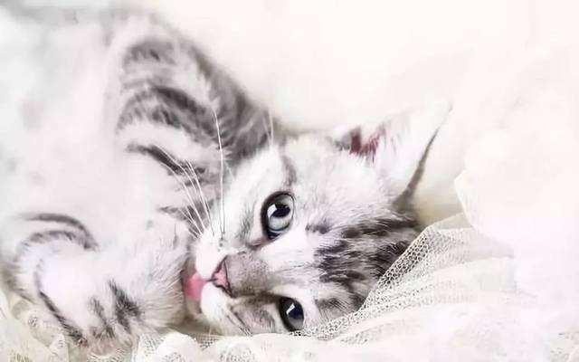 养公猫好还是母猫好?看个人喜好吧