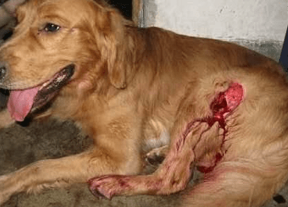 狗狗挫伤怎么治疗,这几种是常见的解决方案