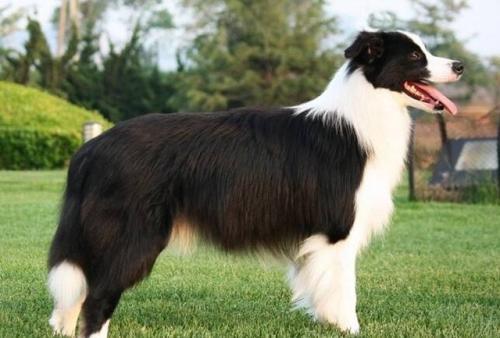 边境牧羊犬听话吗?没有天生的服从者