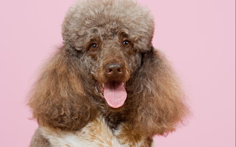 巨型贵宾犬是杂交的吗？来详细的了解下巨贵