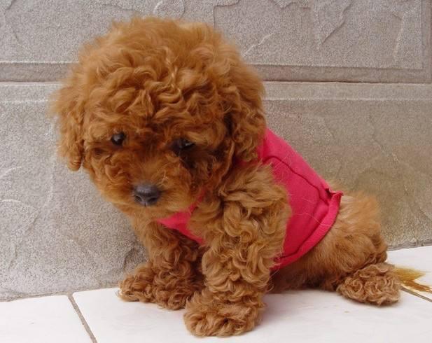 怎么训练泰迪大小便？合适的方法很重要