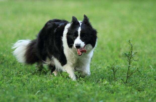 不养边境牧羊犬的理由,大家都认可的就是这些