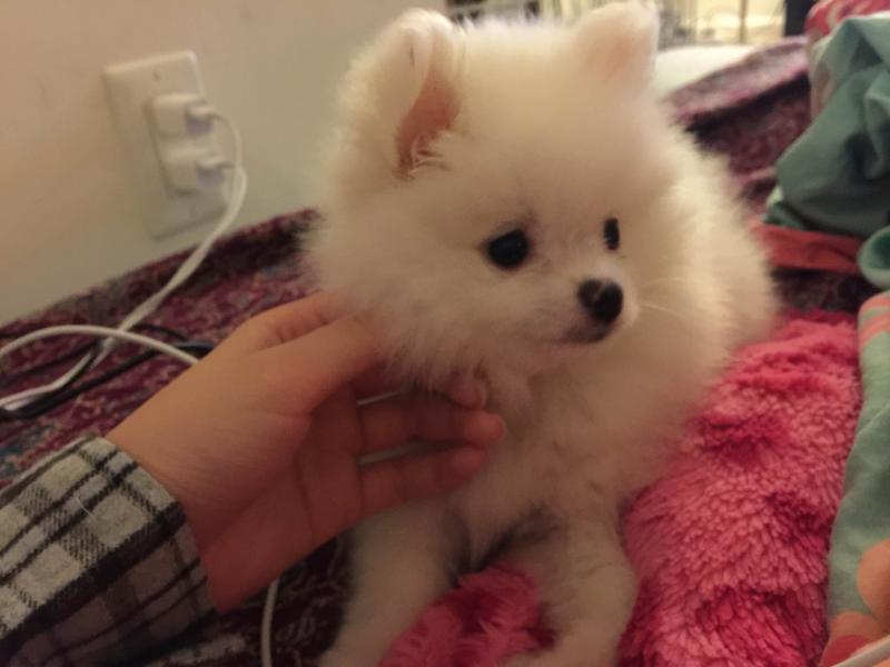 博美不喜欢主人的表现,有这几点就基本确认了