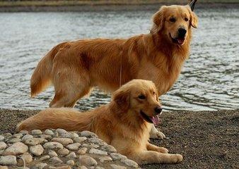 金毛犬不能吃什么?不能吃的坚决不能给