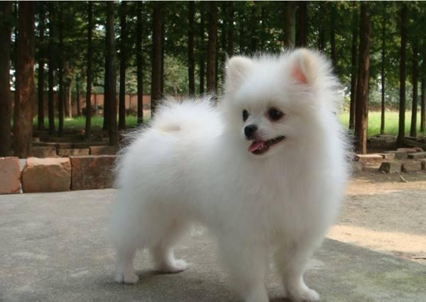 博美补钙吃什么好?饮食为主药物为辅