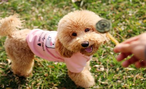 给泰迪犬吃什么好?它喜欢吃的不一定好