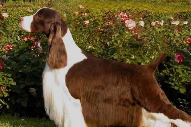 纯种史宾格犬能吃肉吗?专家是这样建议的