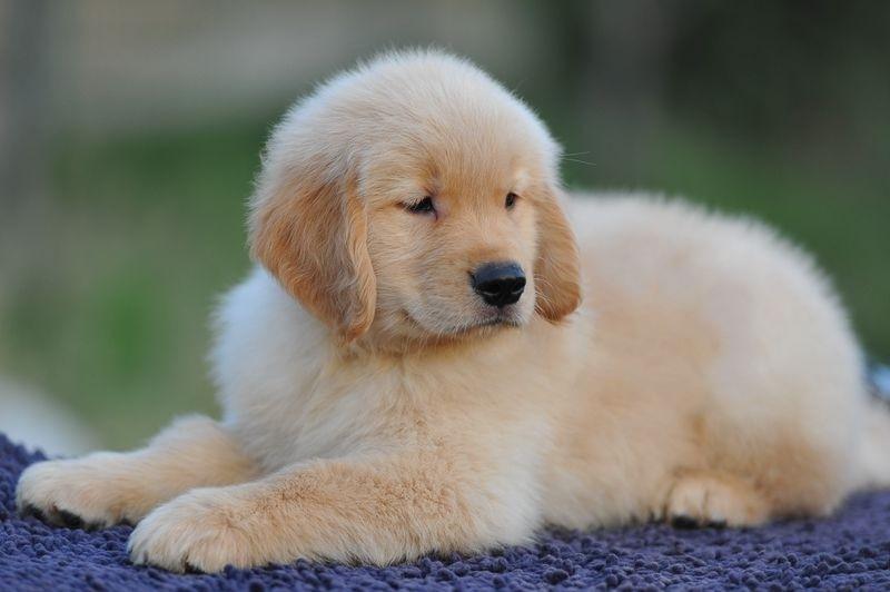 幼犬不吃狗粮怎么办？先找原因再想办法