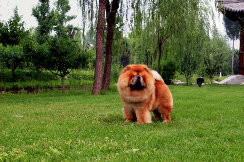 松狮犬吃什么,注意饮食松狮更好养