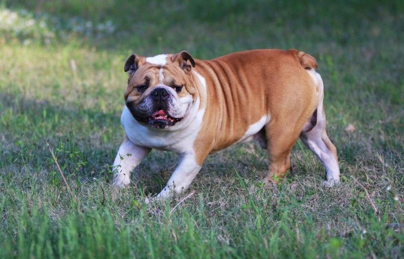斗牛犬厉害吗?打一架就知晓了