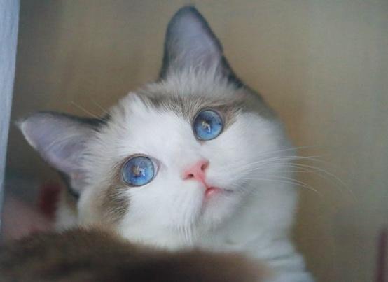 猫虱子怎么去除
