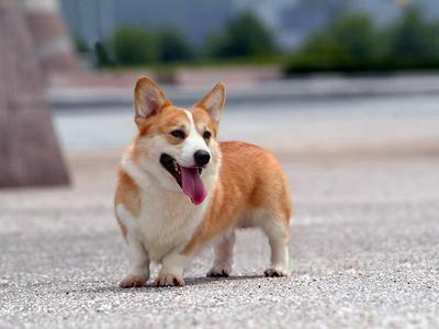 小型犬养什么好?来看看这几种