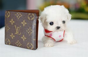 茶杯贵宾犬寿命,轻轻松松十几年