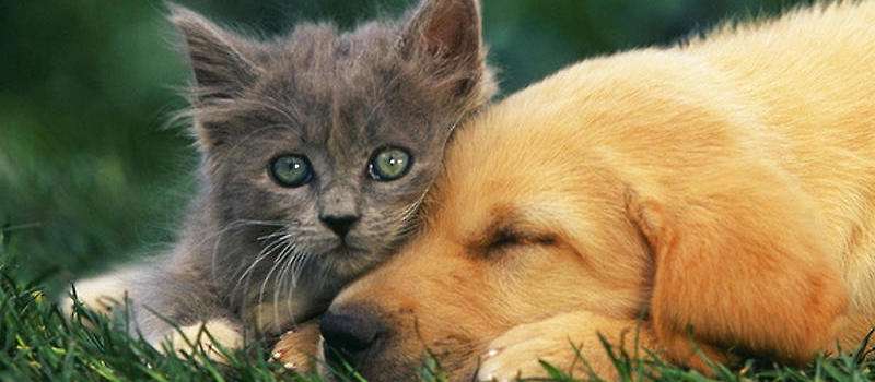 宠物怎么带回家,三大方法供你选择