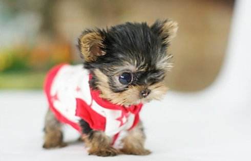 茶杯犬哪里有卖?小编带你了解茶杯犬