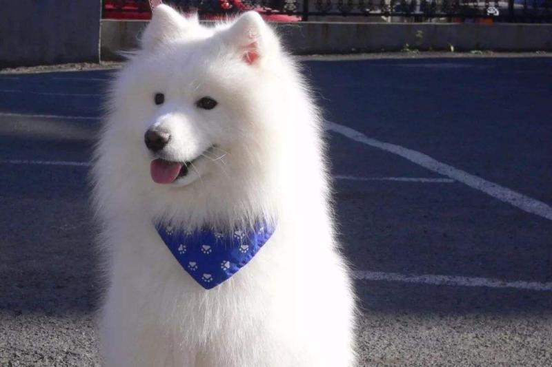 银狐犬和萨摩耶哪个贵?全面的来给你分析下