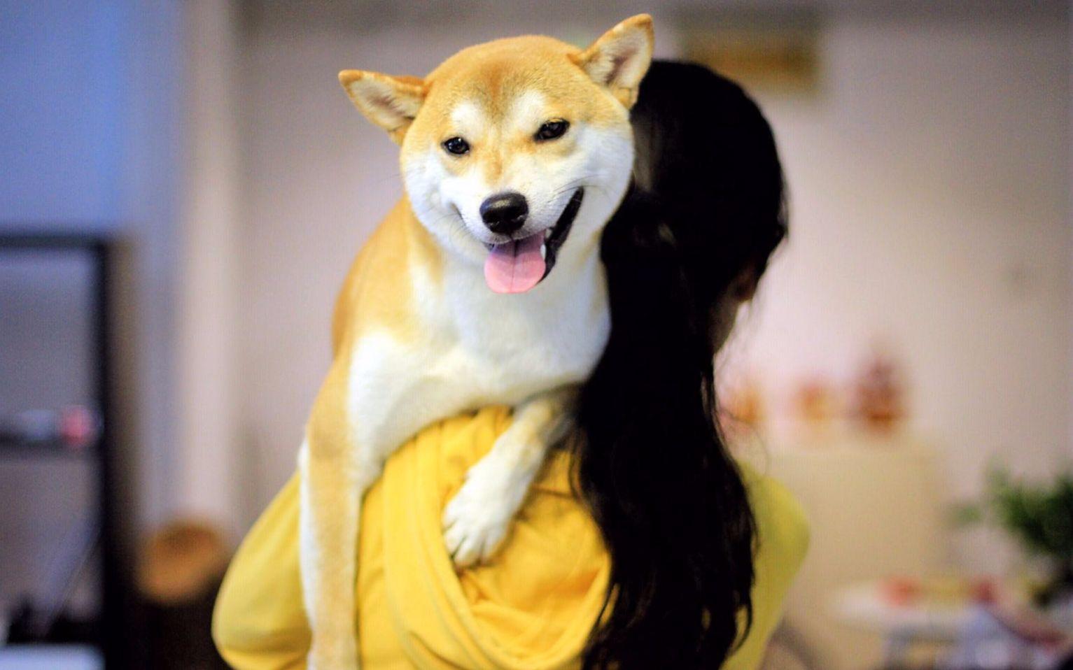 柴犬聪明吗，你感觉它的表现呢