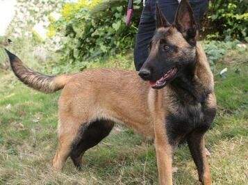 怎么样训练马犬叫,从感情培养开始