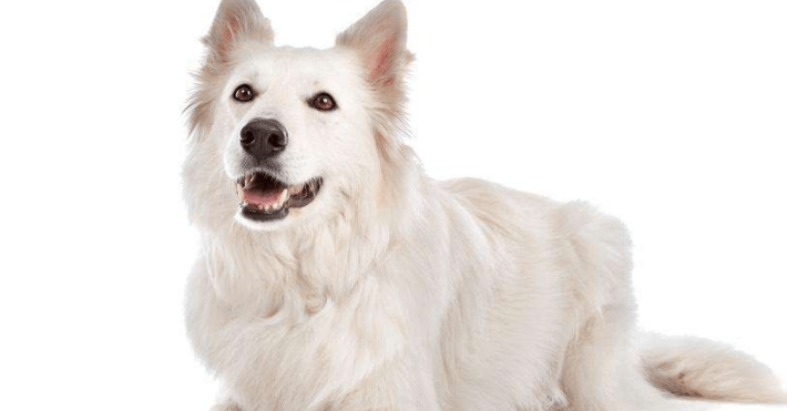 白色牧羊犬多少钱一只，纯纯的颜色代表着高贵