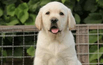 犬瘟能治好吗，又该如何治疗你知道吗？