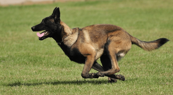 马犬吃什么狗粮，学着点把它喂的更健康