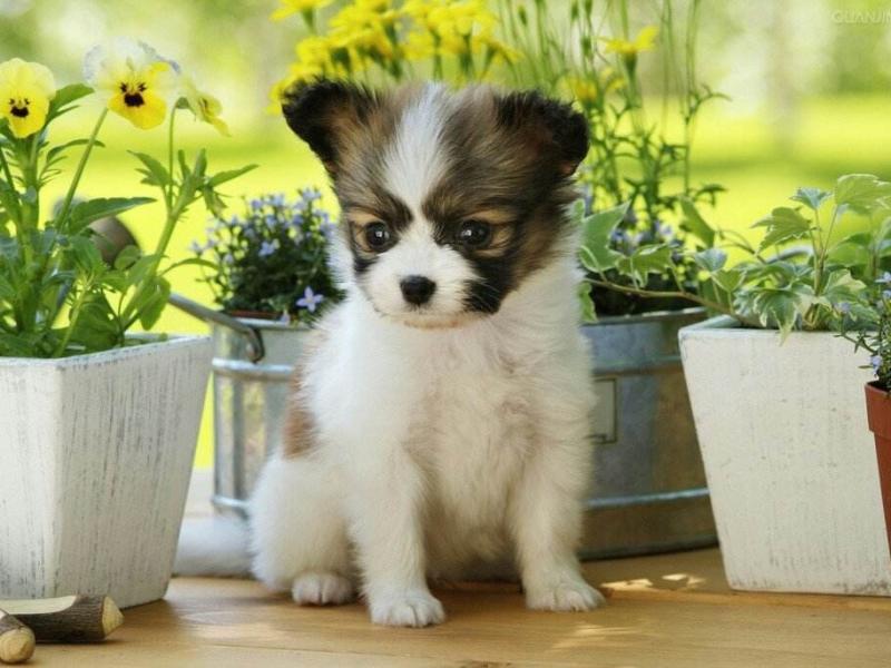 蝴蝶犬适合小孩养吗?看完这些自然就知道了