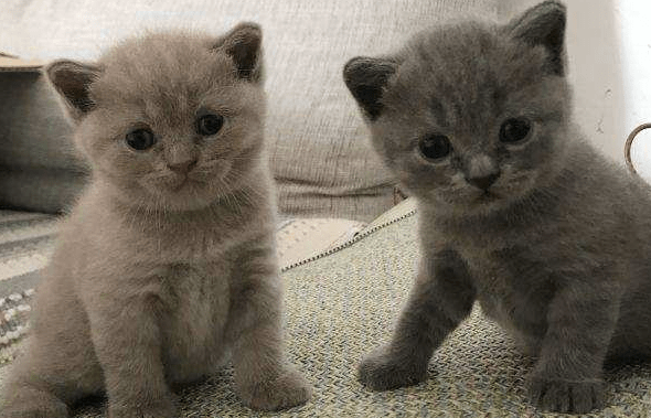 英短蓝猫的优缺点,这就是所谓的爱屋及乌