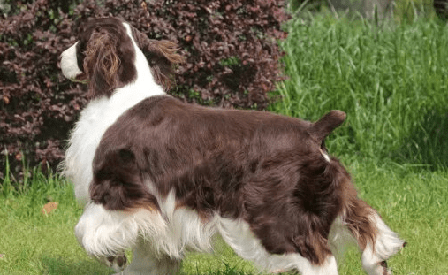 纯种史宾格犬能猎兔吗?这些内容有说服力吗?