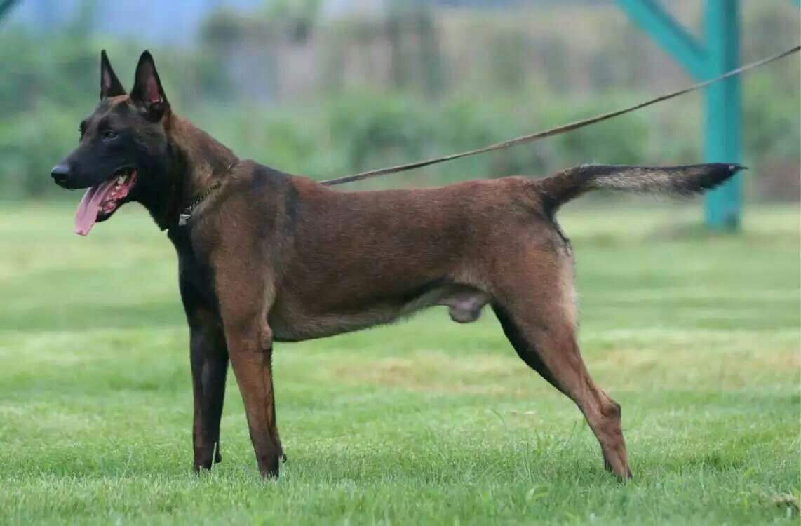 马里努阿犬智商排名  智商不代表一切