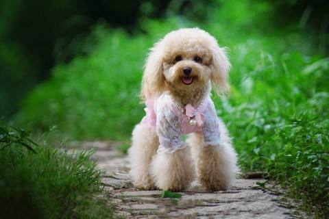 贵宾狗怎么训练,熟记四点训犬不再难