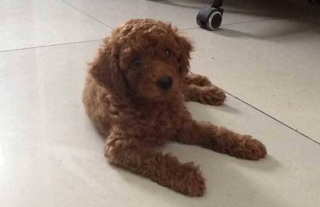 泰迪吃什么狗粮好？这样来挑选性价比高的狗粮