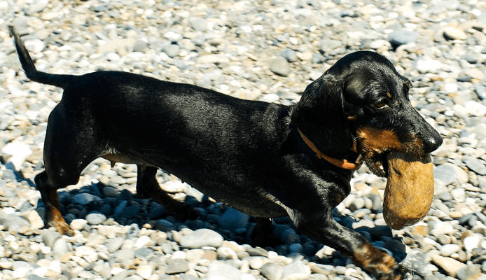腊肠犬的优点和缺点,腊肠犬优缺点分析