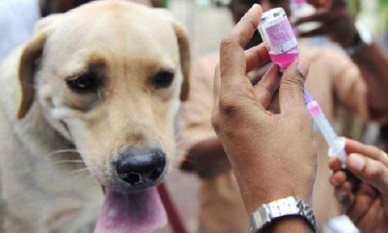 狗狗得狂犬病的症状,见到这些情况要注意了
