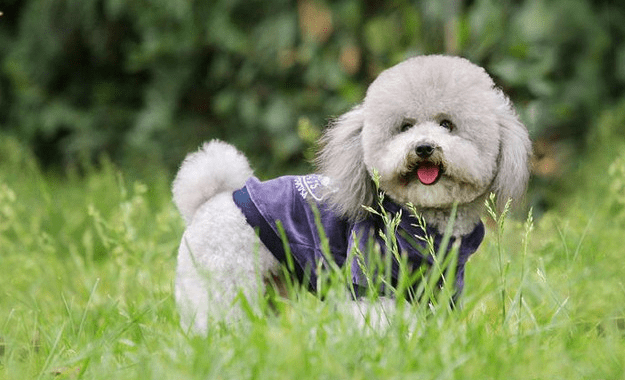 贵妇犬傲娇吗?真相让你不得不宠爱