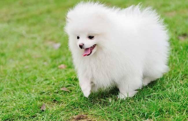 博美怀孕注意事项，主要还是这些方面的问题