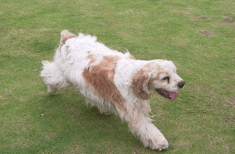 宠物狗那种好,选小狗或大狗看个人