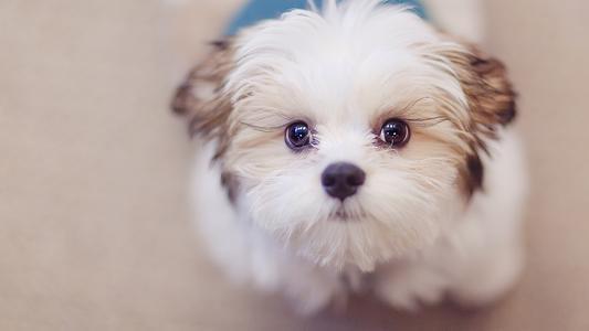 狗狗发烧症状,这几点最明显